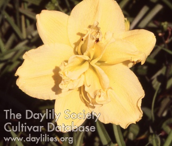 Daylily Howdy Do